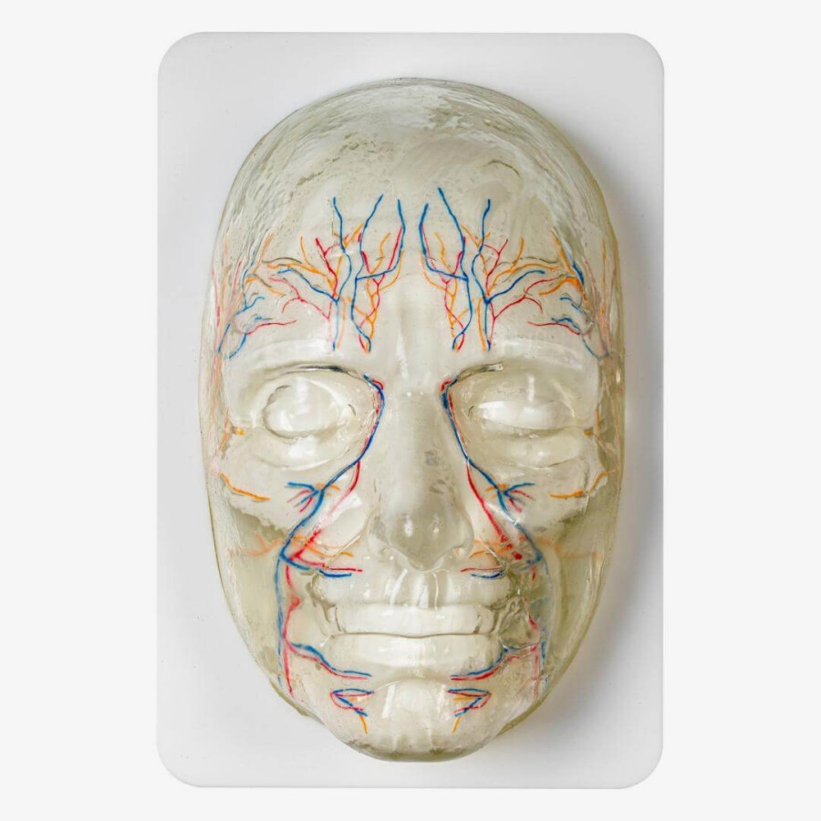 Face training model with visible nerves and blood vessels 1 pc. - Image 3