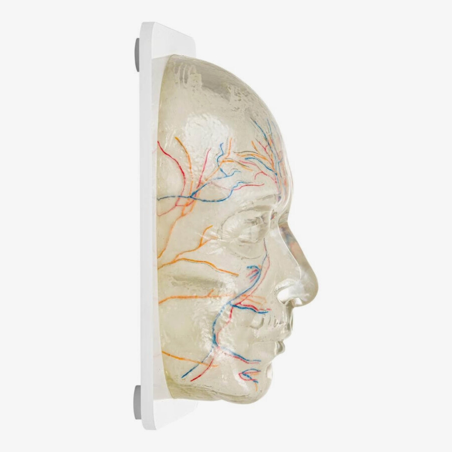 Face training model with visible nerves and blood vessels 1 pc. - Image 4