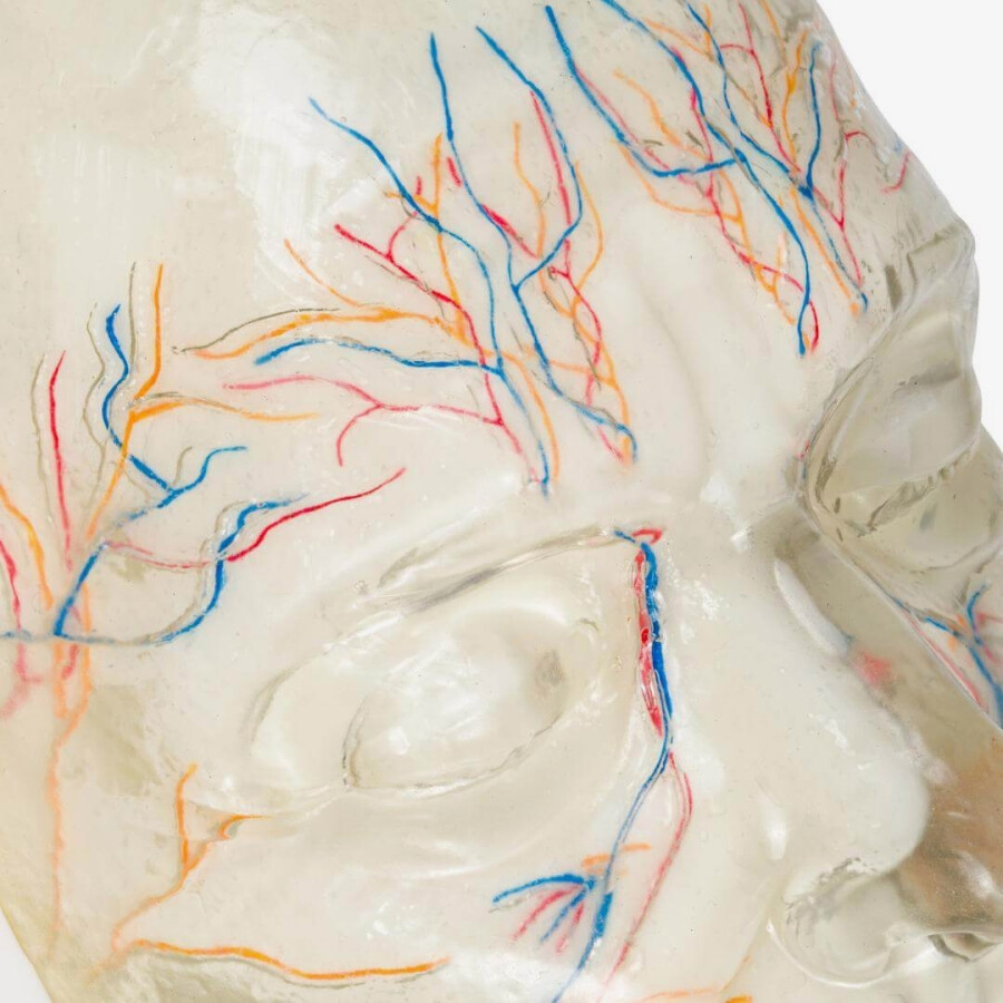 Face training model with visible nerves and blood vessels 1 pc. - Image 2